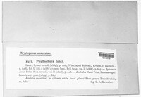 Phyllachora junci image